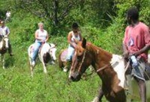 Horseback Rainforest Tour